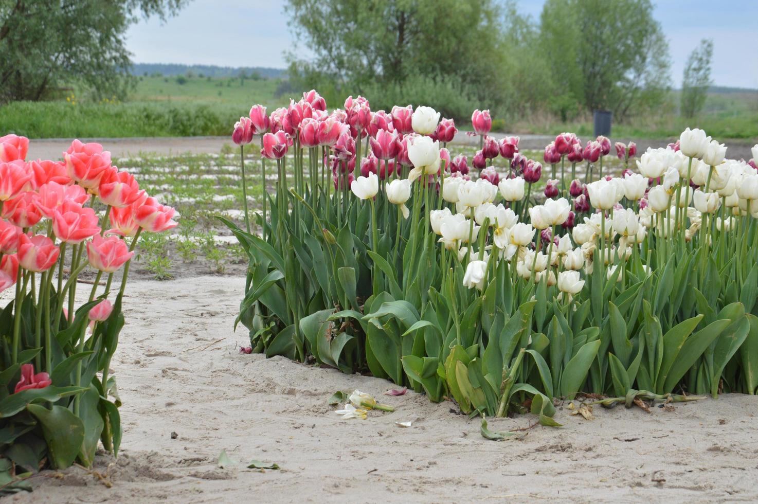 Textura de un campo de tulipanes florecidos multicolores foto