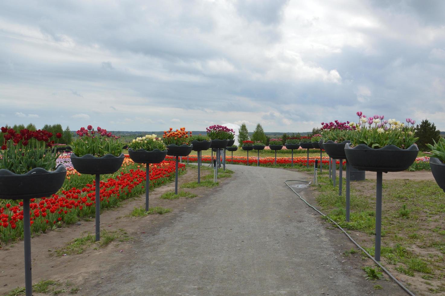 Textura de un campo de tulipanes florecidos multicolores foto