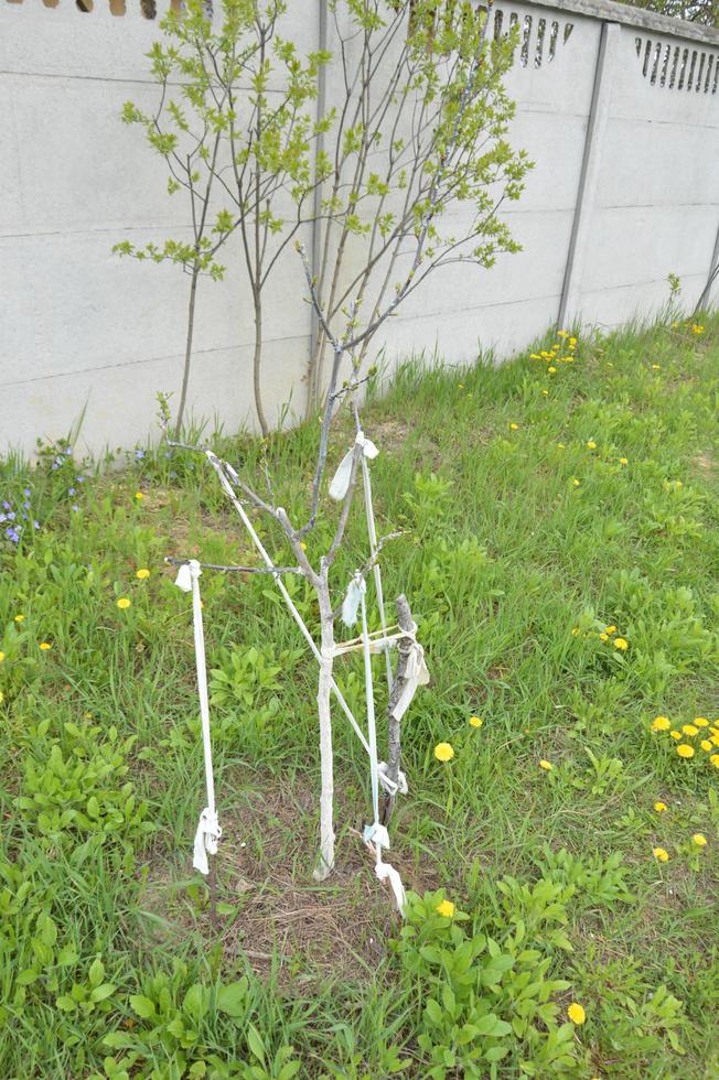 Spring whitewashing of young trees in the garden photo