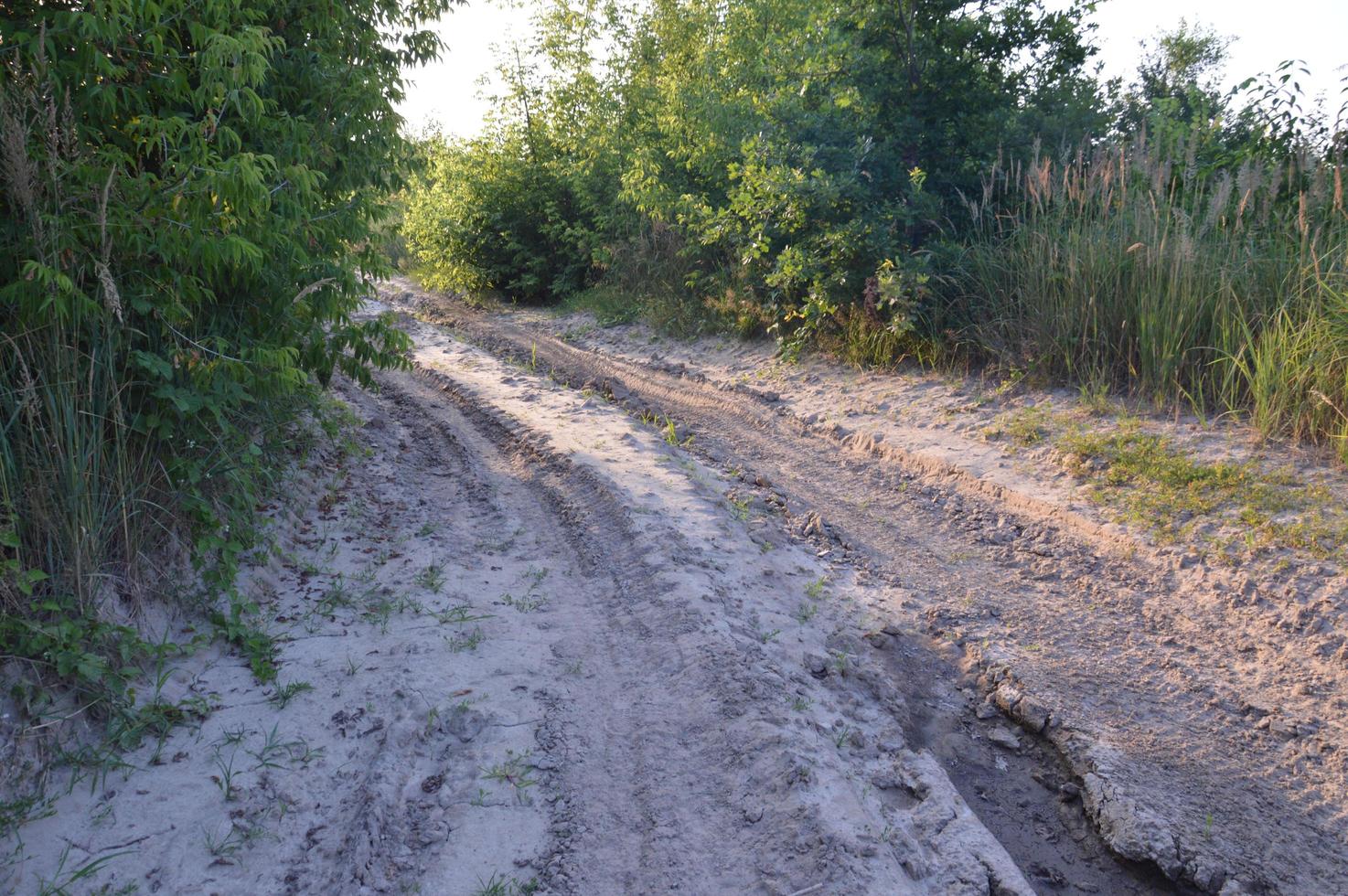 Truck tracks in forest rural road off road photo