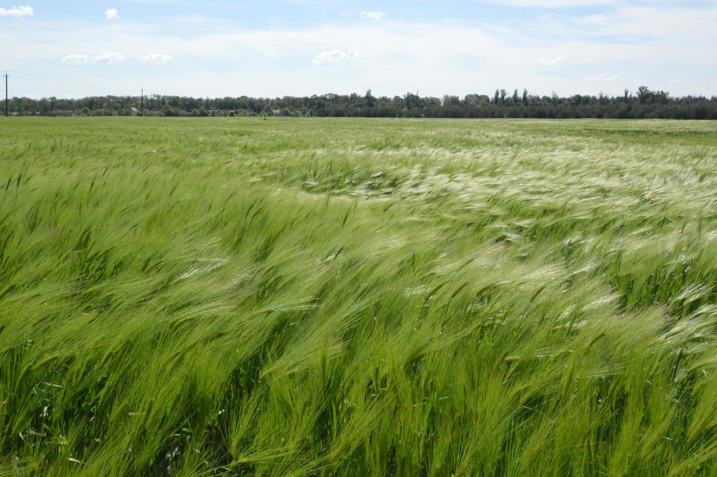 Young wheat ears and moves in the wind photo