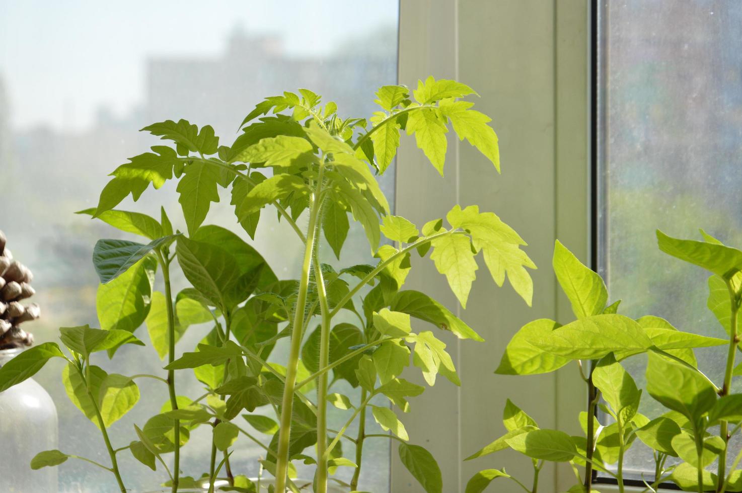 Young sprouts of vegetable seedlings photo