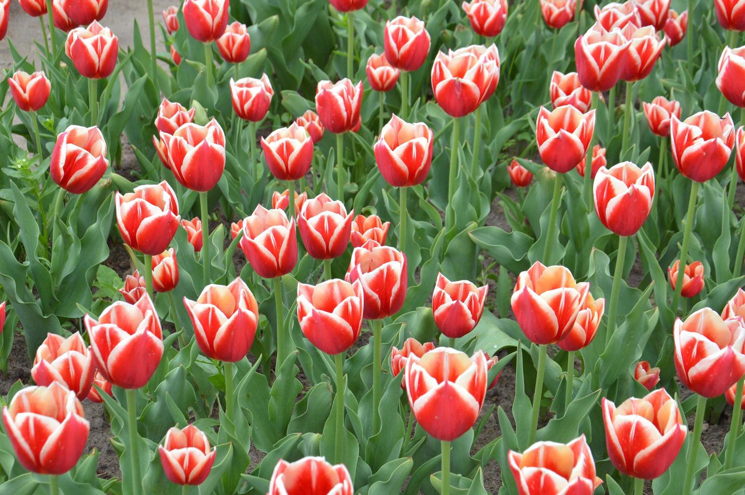 Texture of a field of multi-colored bloomed tulips photo