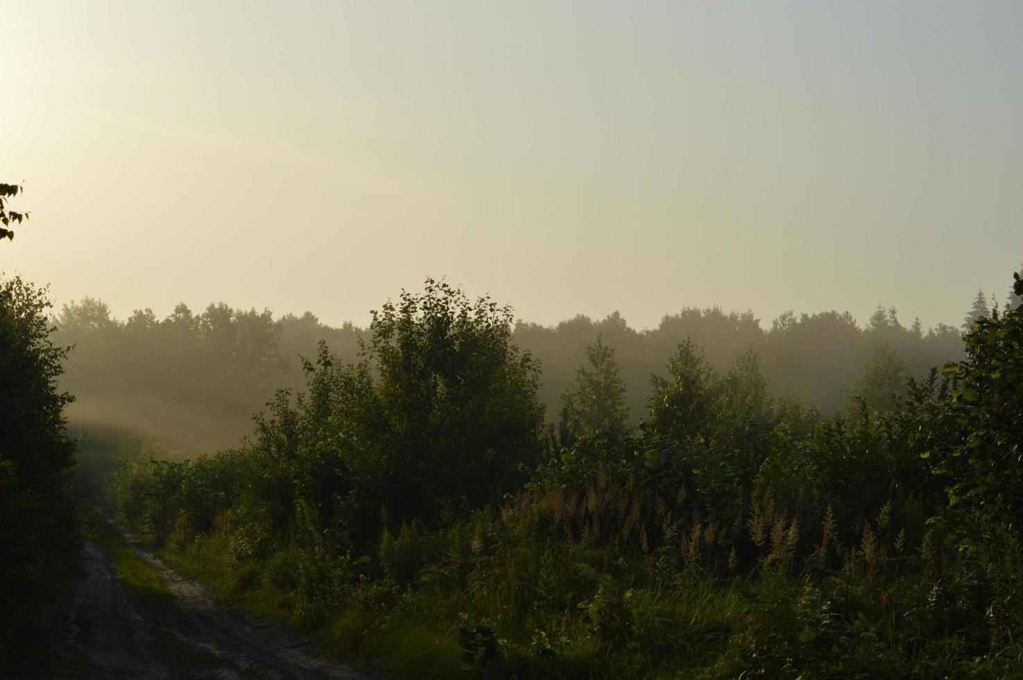Panorama of fog in the forest above the trees photo
