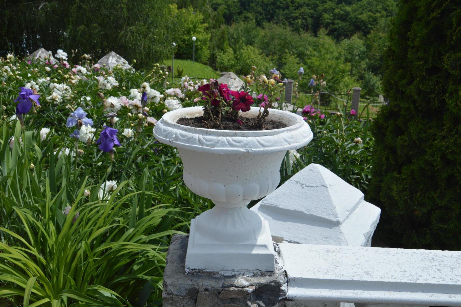 White vase with blooming roses photo