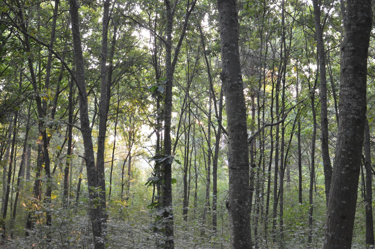 árboles del bosque por la mañana en el pueblo foto