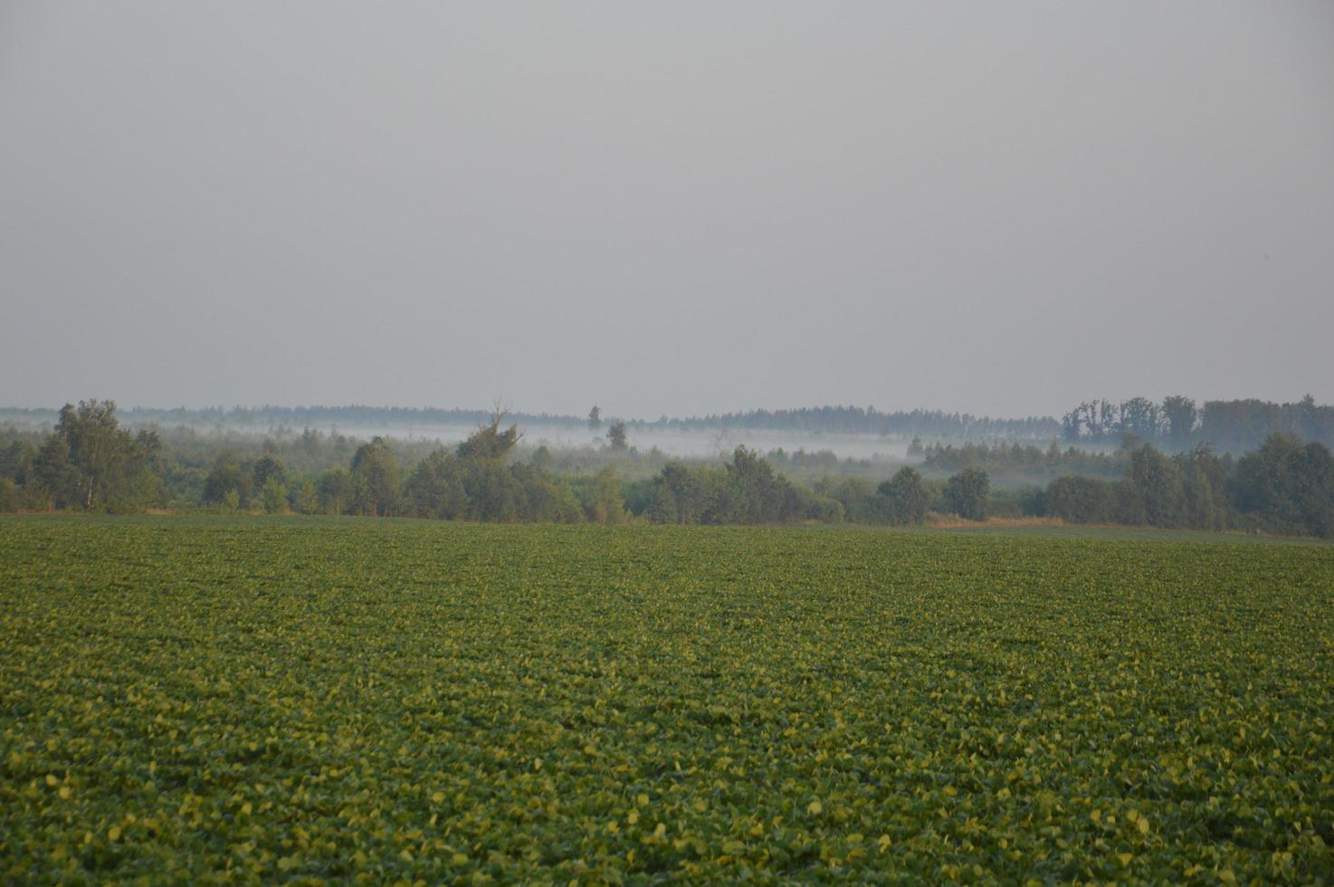 Panorama of fog in the forest above the trees photo