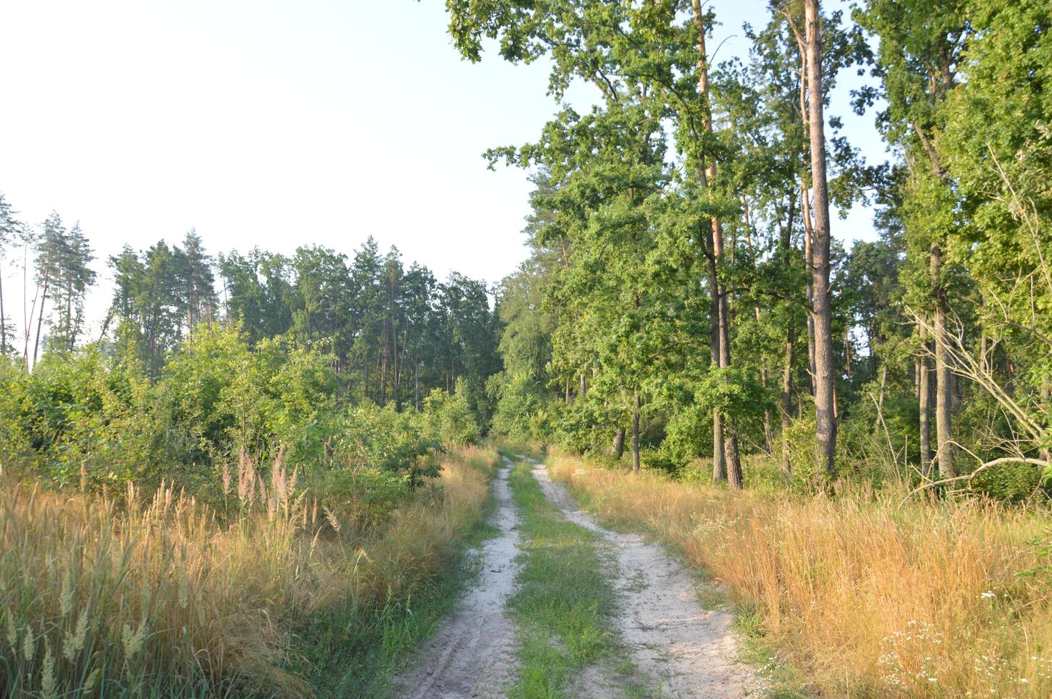 Truck tracks in forest rural road off road photo