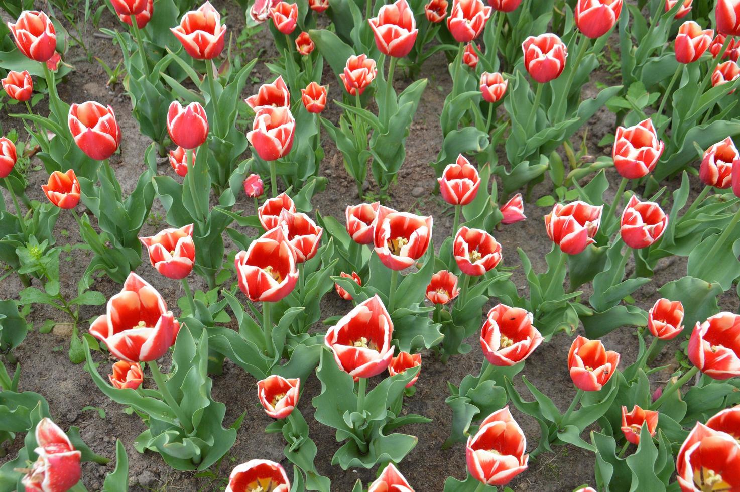 Texture of a field of multi-colored bloomed tulips photo