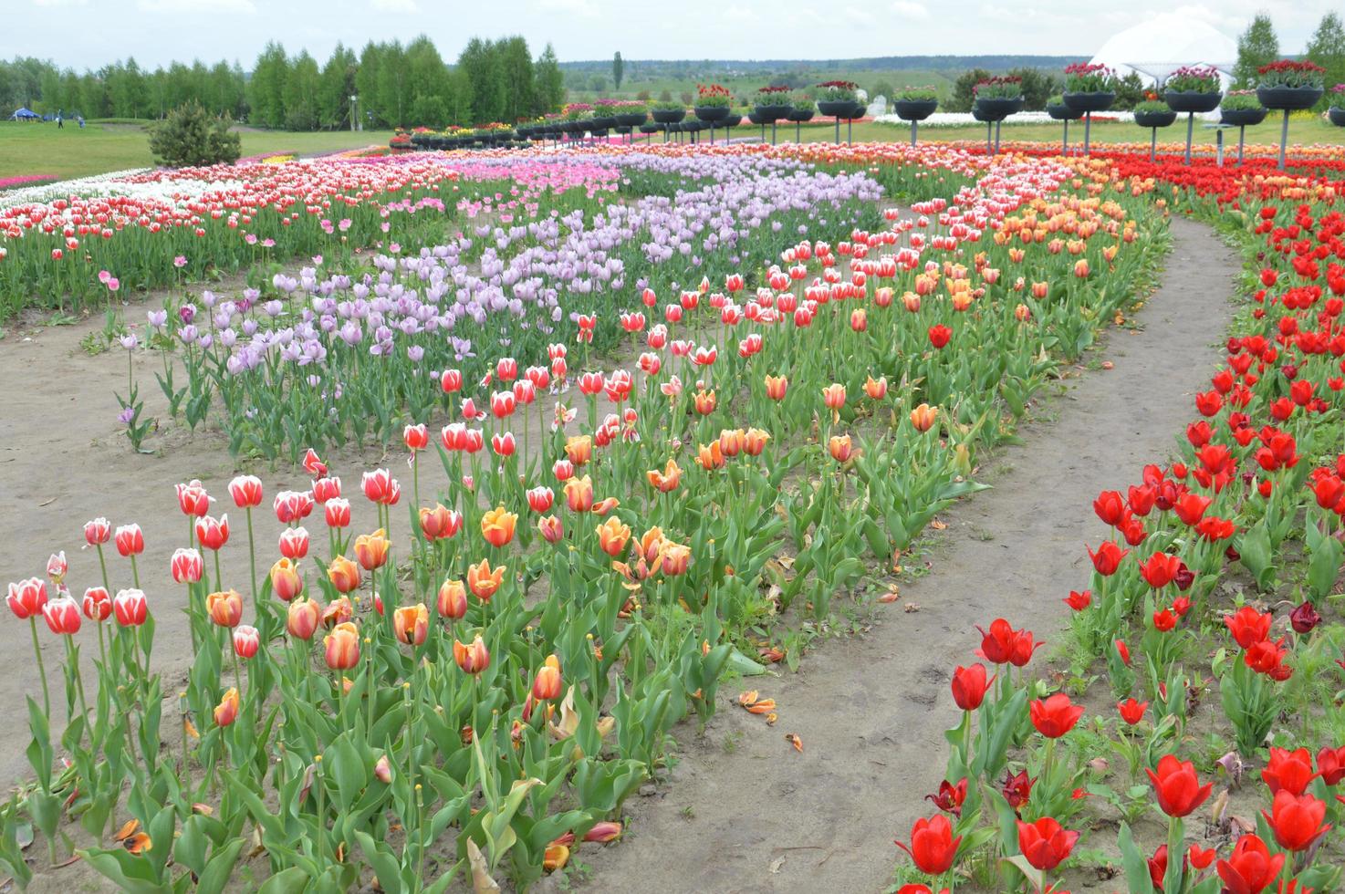 Texture of a field of multi-colored bloomed tulips photo