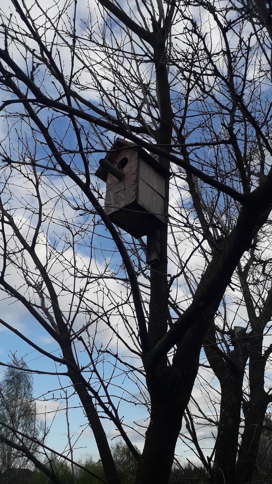 pajarera para pájaros en un árbol foto