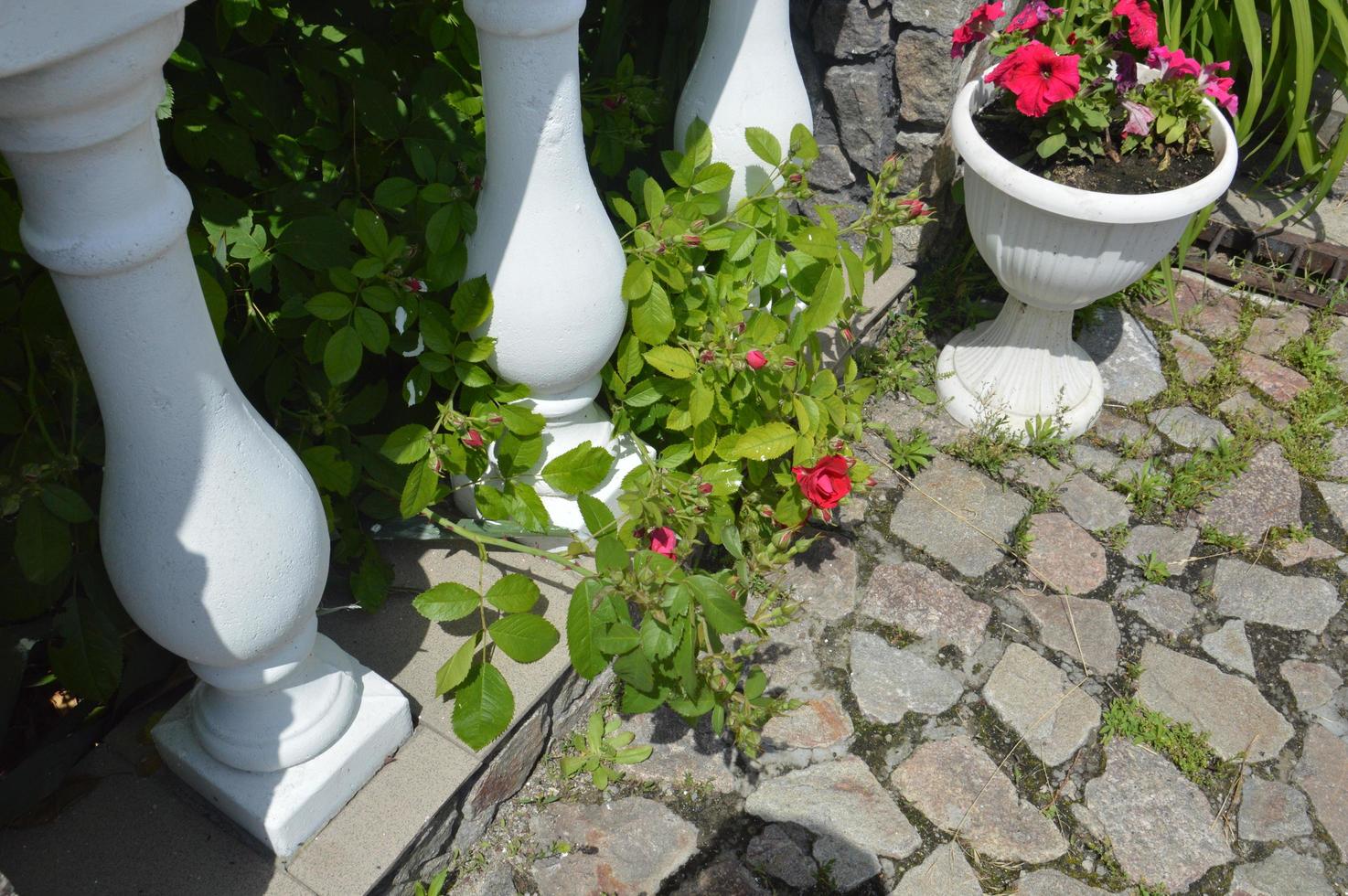 White vase with blooming roses photo