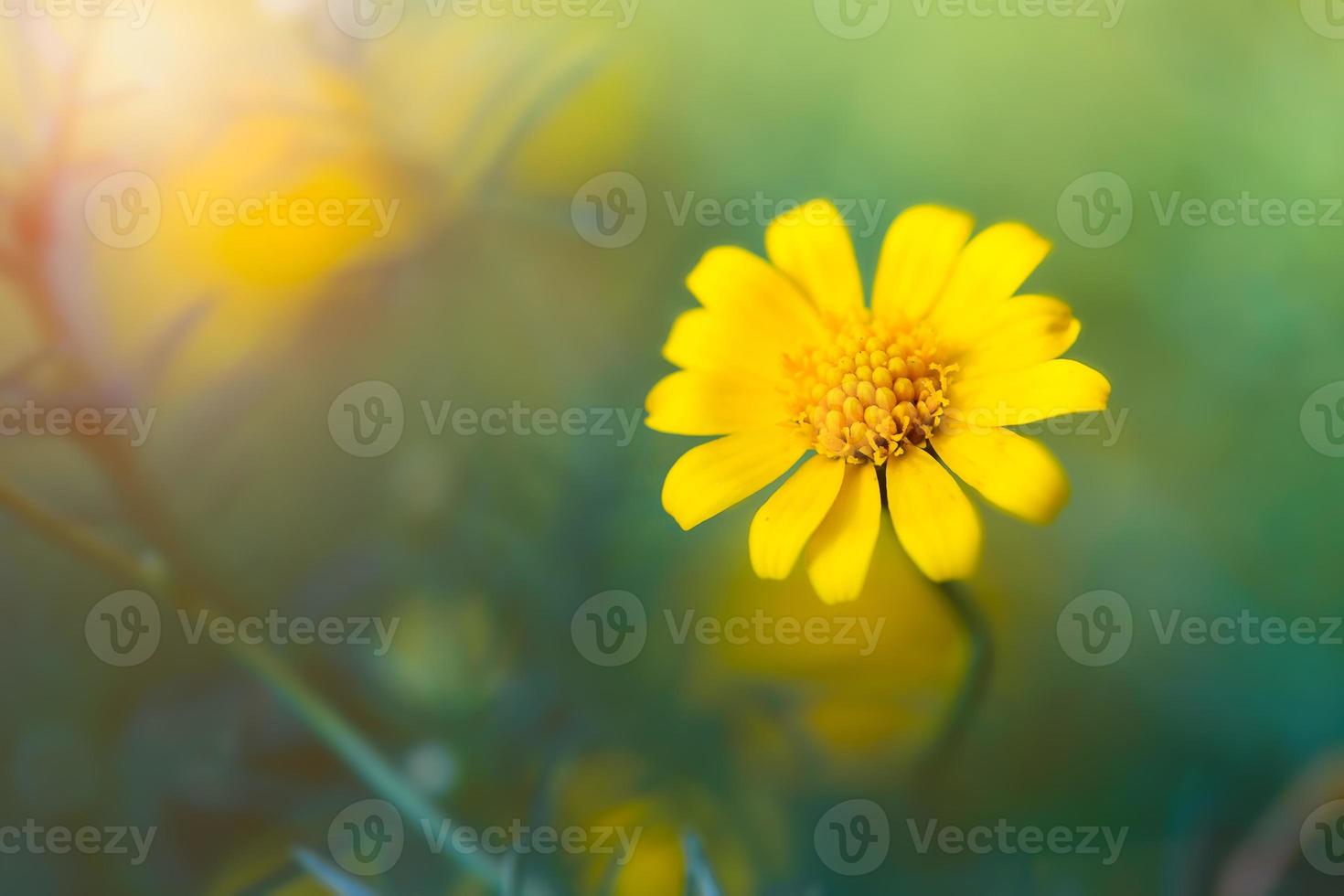 Yellow flower background photo