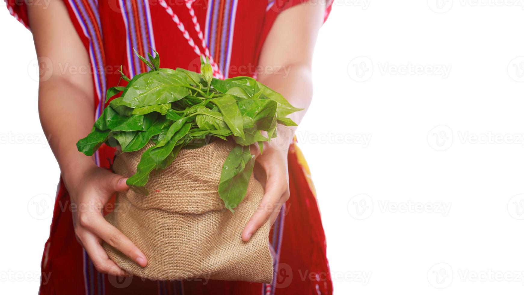 Gymnema sylvestre with hill tribes photo