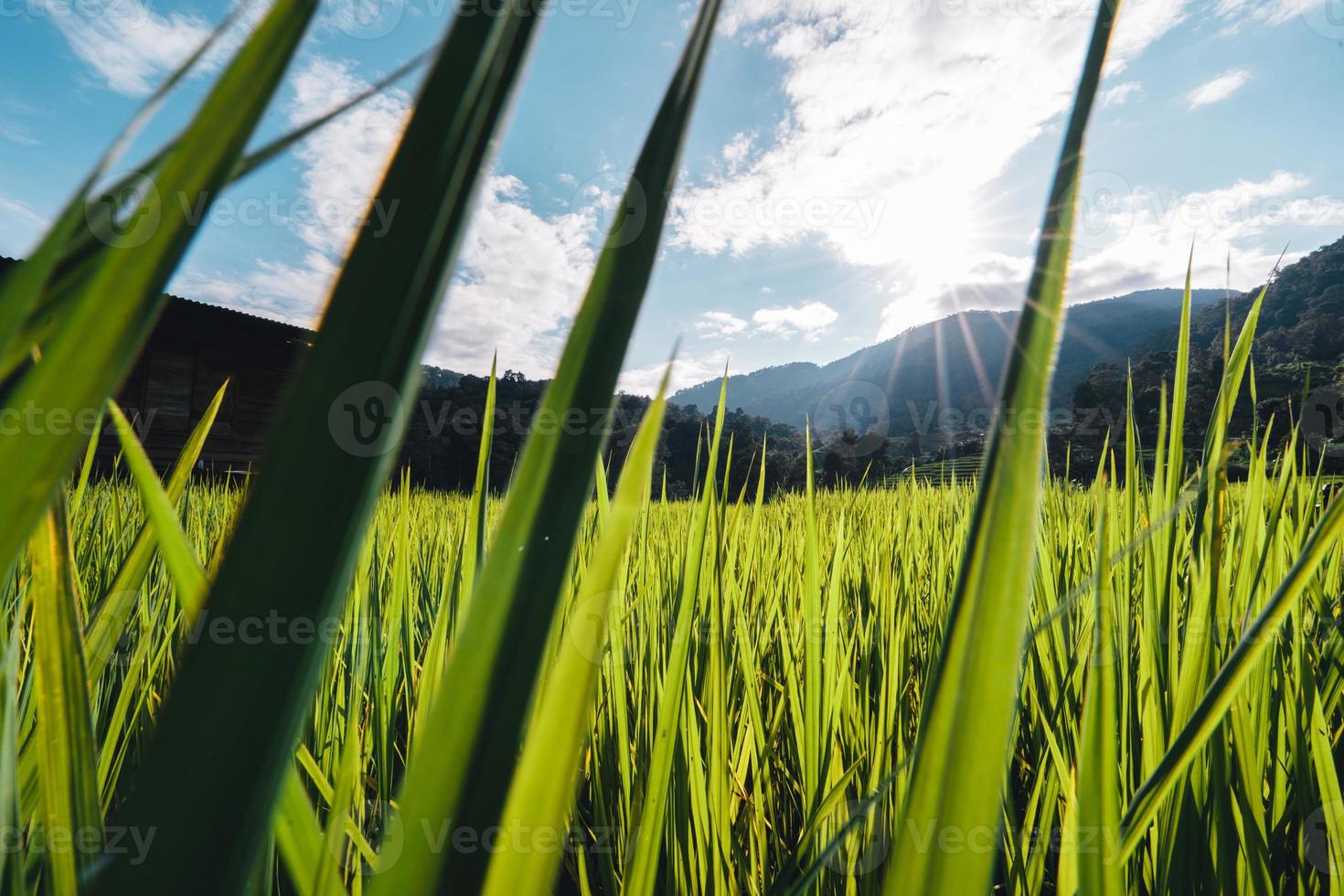 Rice fields on the mountain in the evening photo