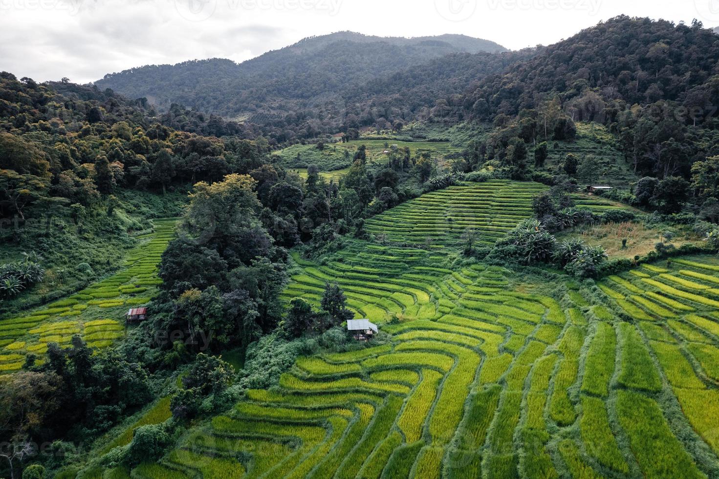 Campos de arroz verde en la temporada de lluvias desde la parte superior de arriba foto