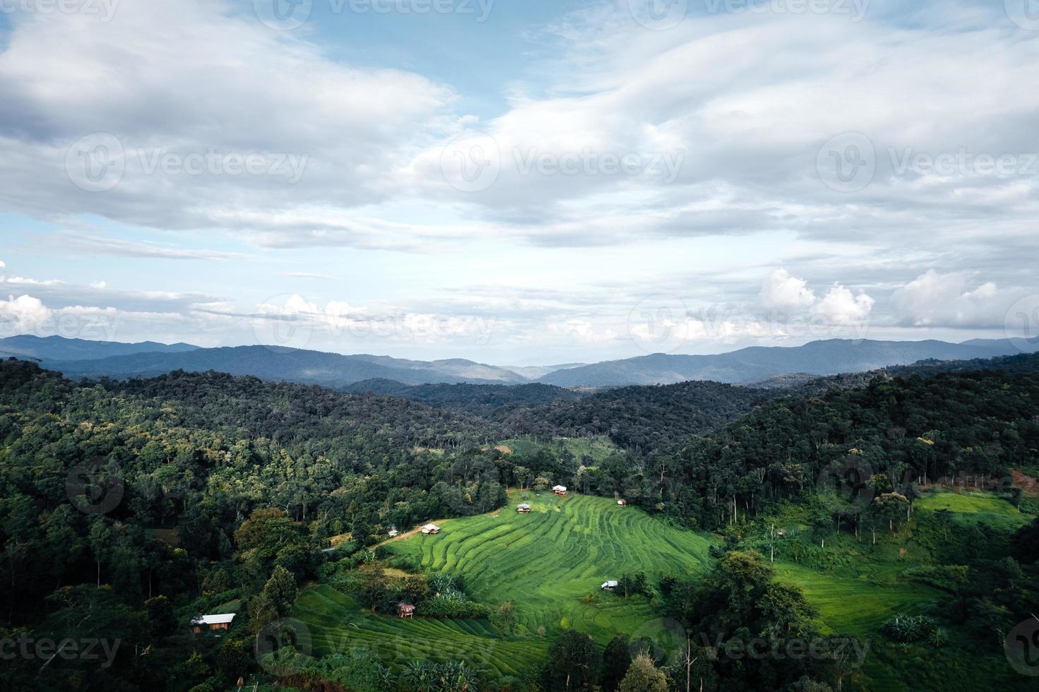 Green rice fields in the rainy season from the from the top above photo