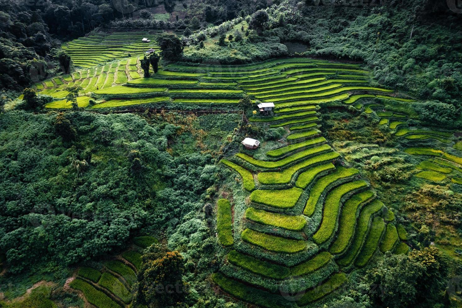 Green rice fields in the rainy season from the from the top above photo