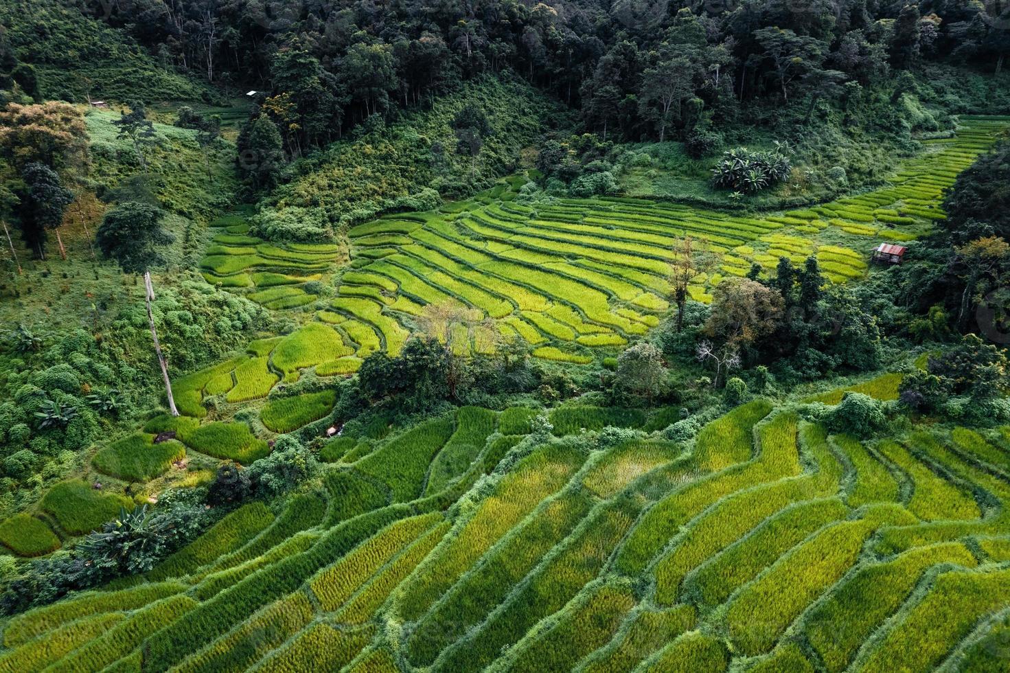 Campos de arroz verde en la temporada de lluvias desde la parte superior de arriba foto