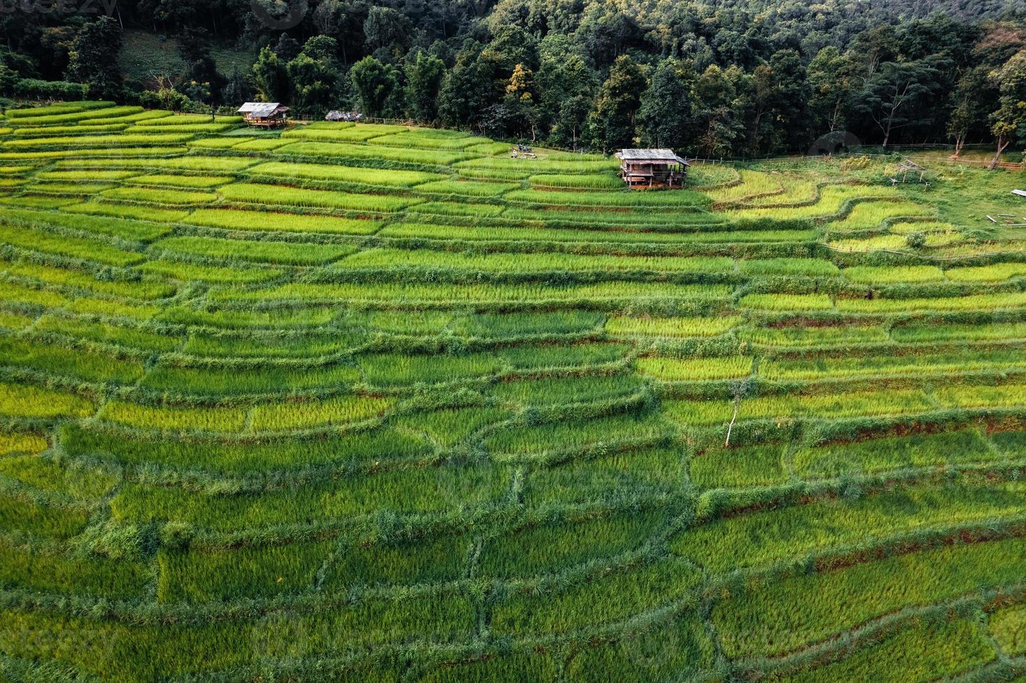 Campos de arroz verde en la temporada de lluvias desde la parte superior de arriba foto