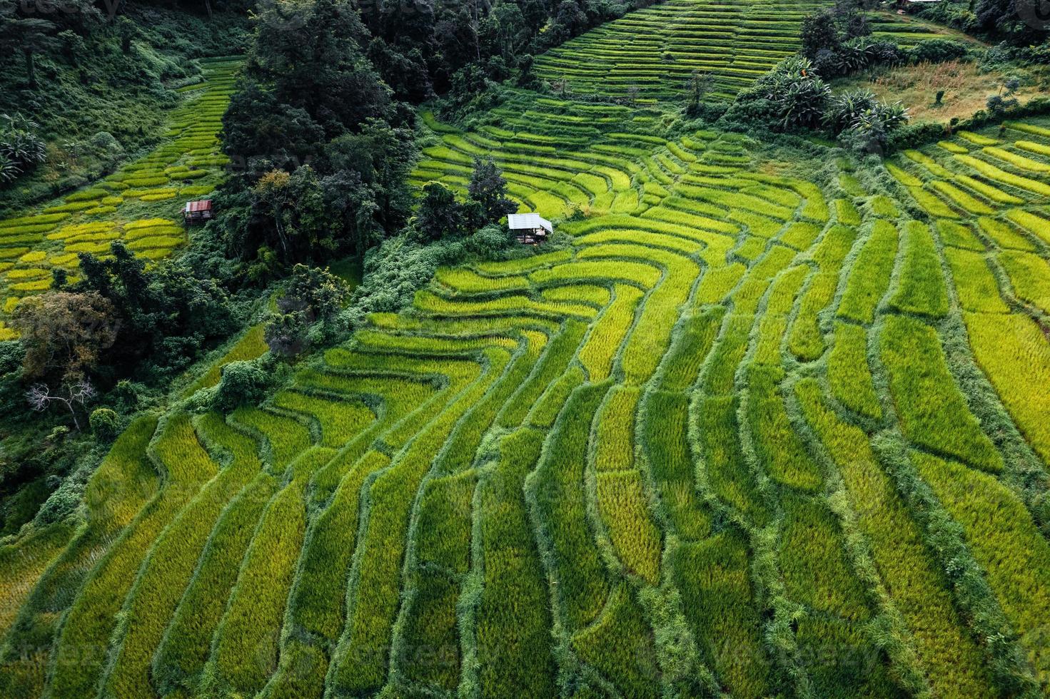 Campos de arroz verde en la temporada de lluvias desde la parte superior de arriba foto