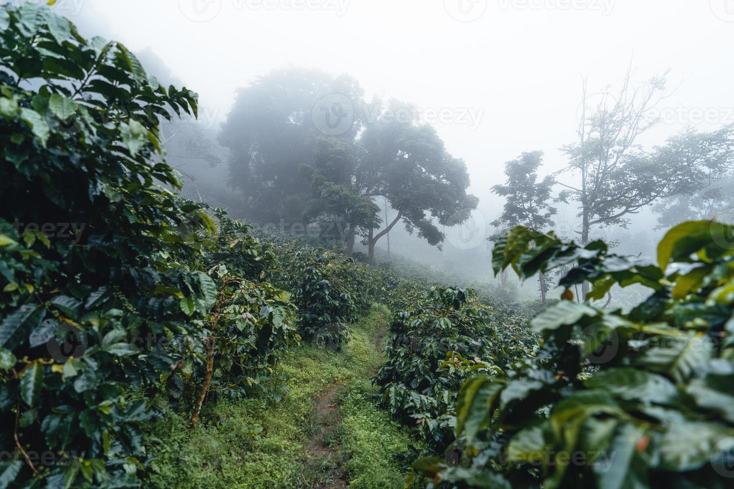 Plantación de café en el bosque brumoso en el sur de Asia foto