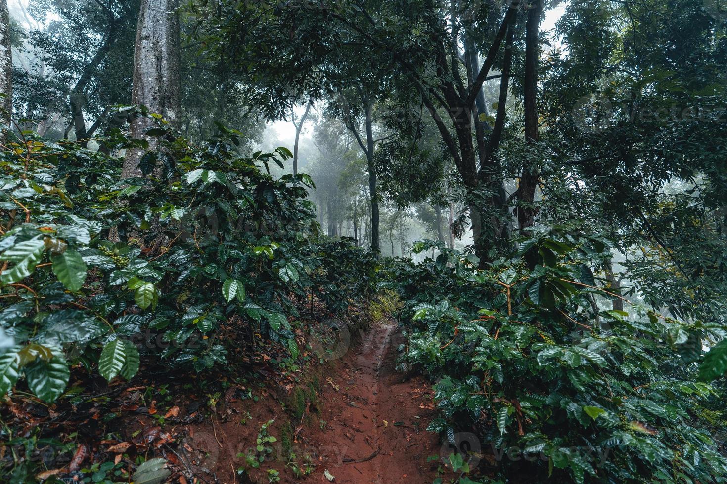 Coffee plantation in the misty forest in South Asia photo