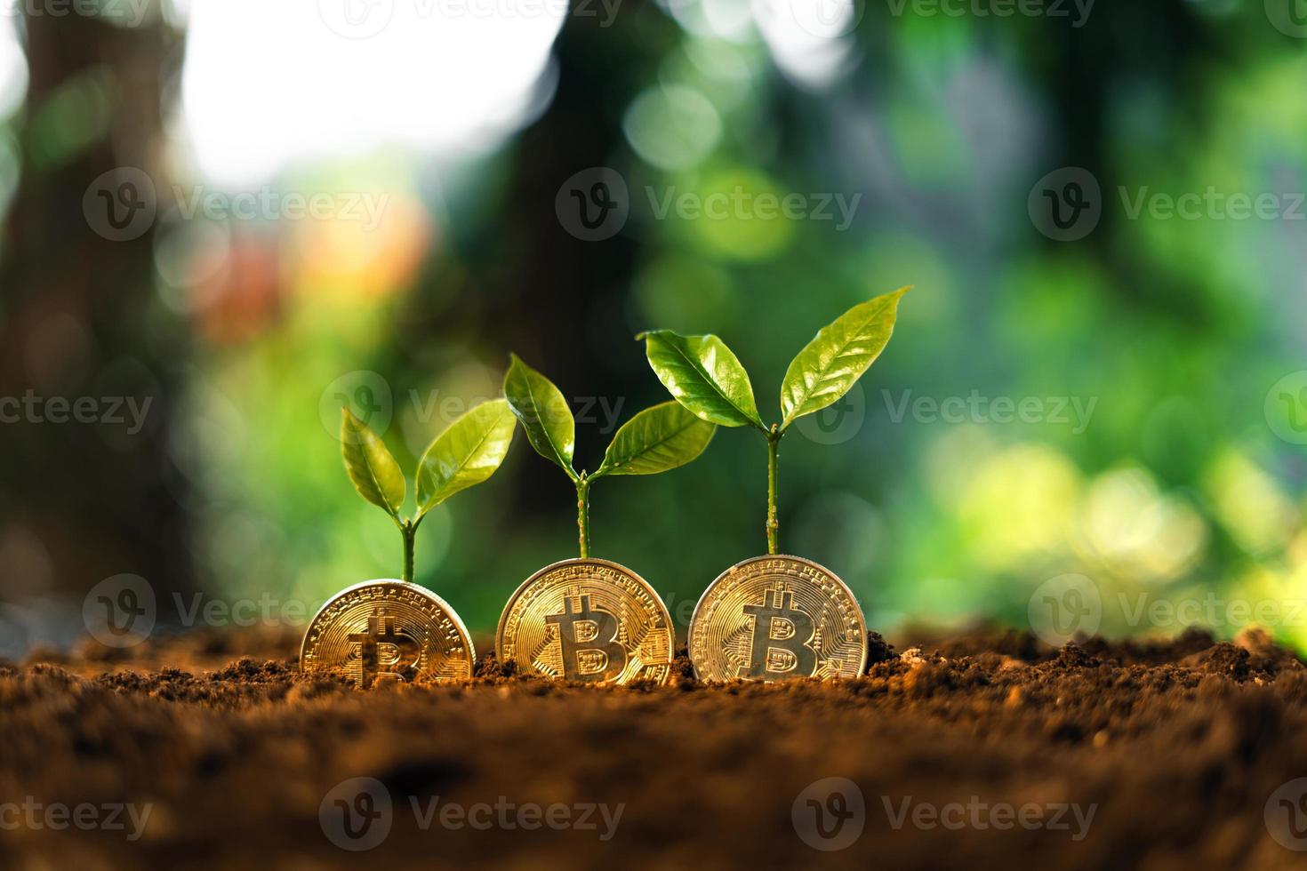 Bitcoin growth, Bitcoin coins on the ground and leaves grow. photo