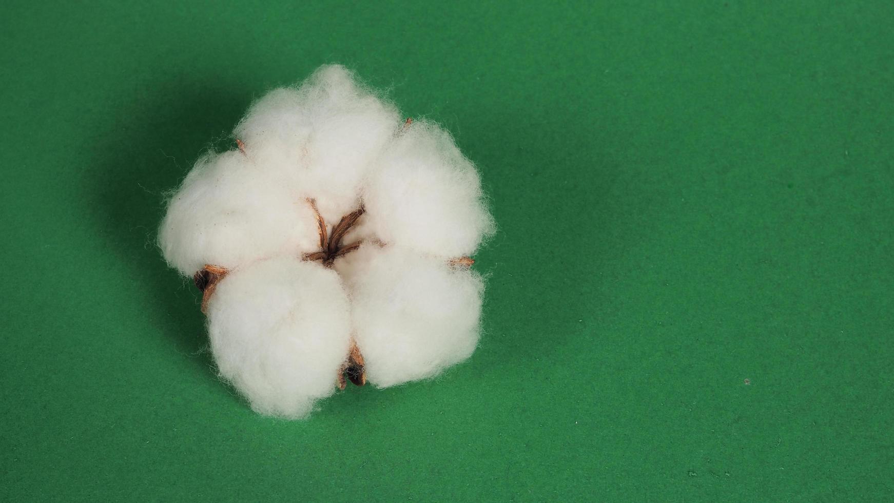 Close up of Cotton flower on green background. photo