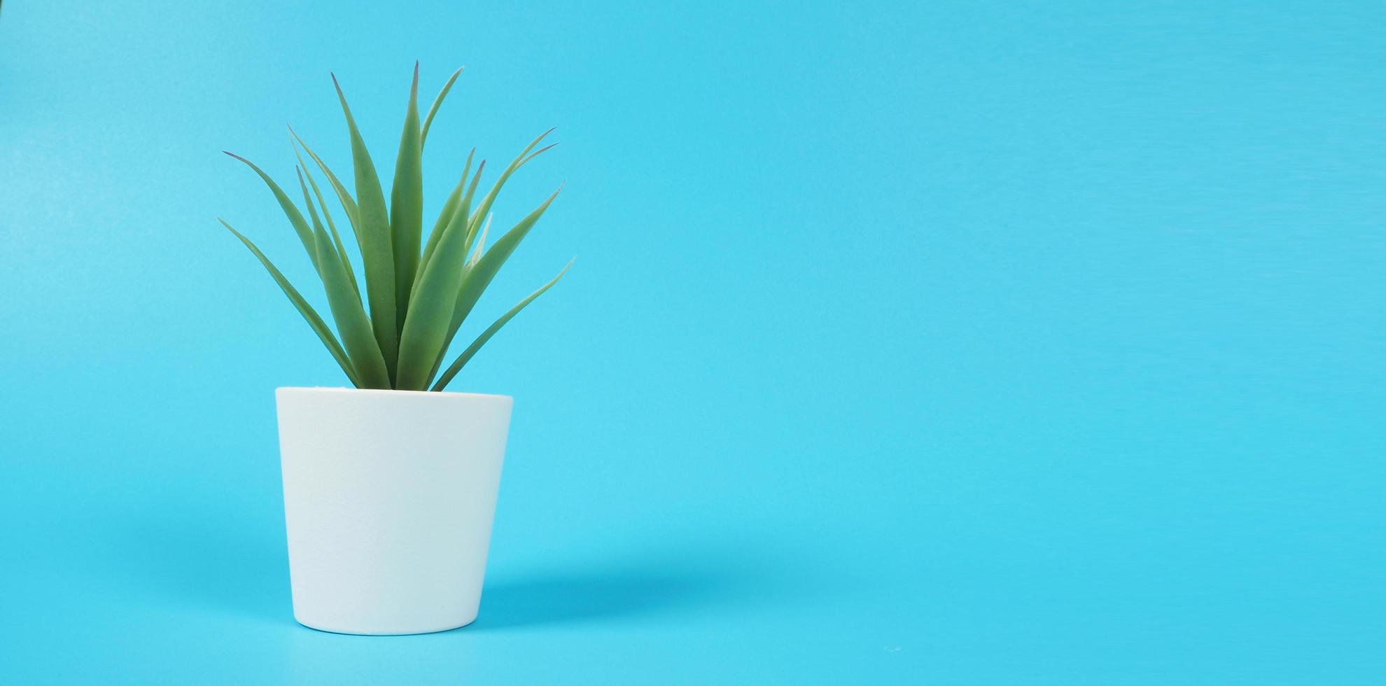 Artificial cactus plants or plastic or fake tree on blue background.it is isolated photo