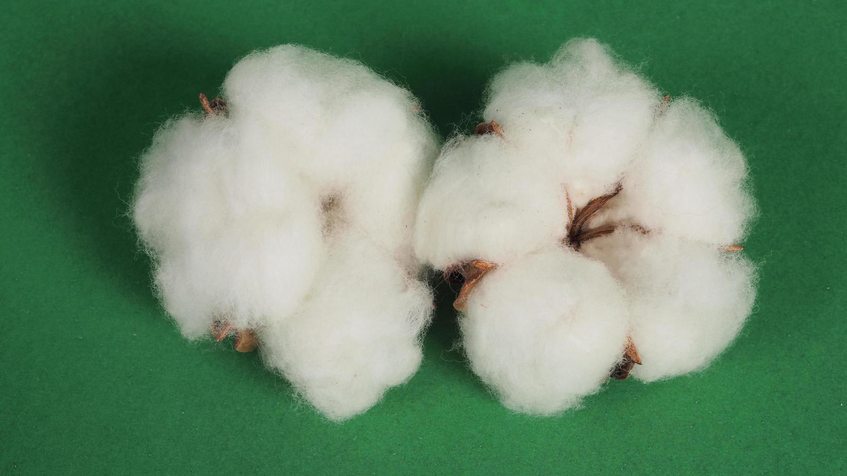 Close up of Cotton flower on green background. photo