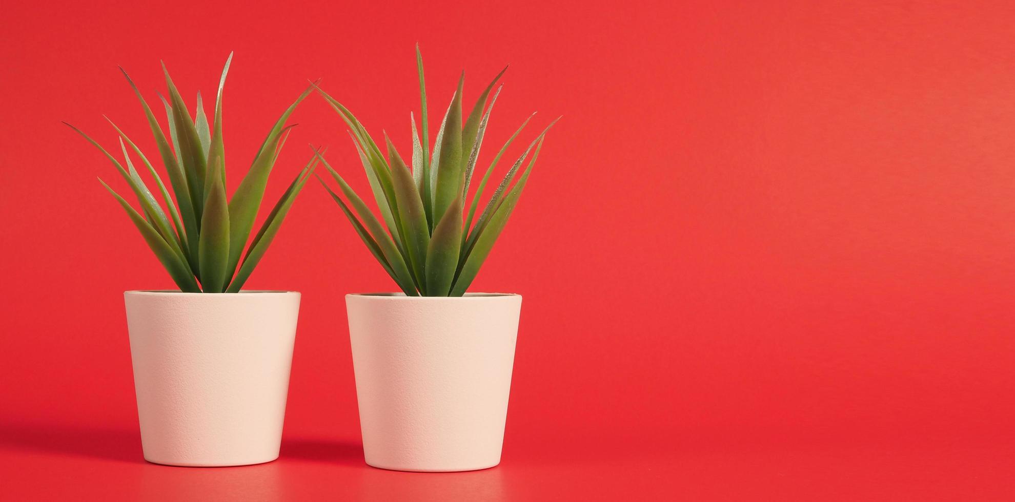 Two Artificial cactus or plastic plant or fake tree on red background.no people photo