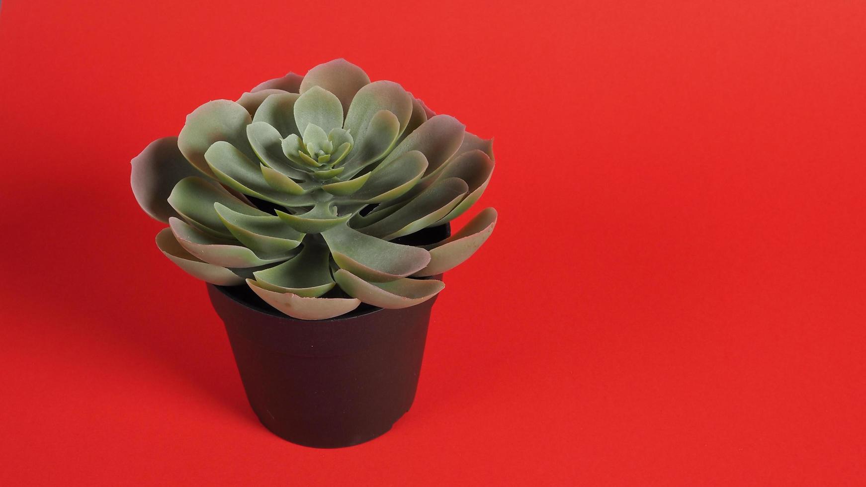 Artificial cactus plants or plastic or fake tree on red background. photo