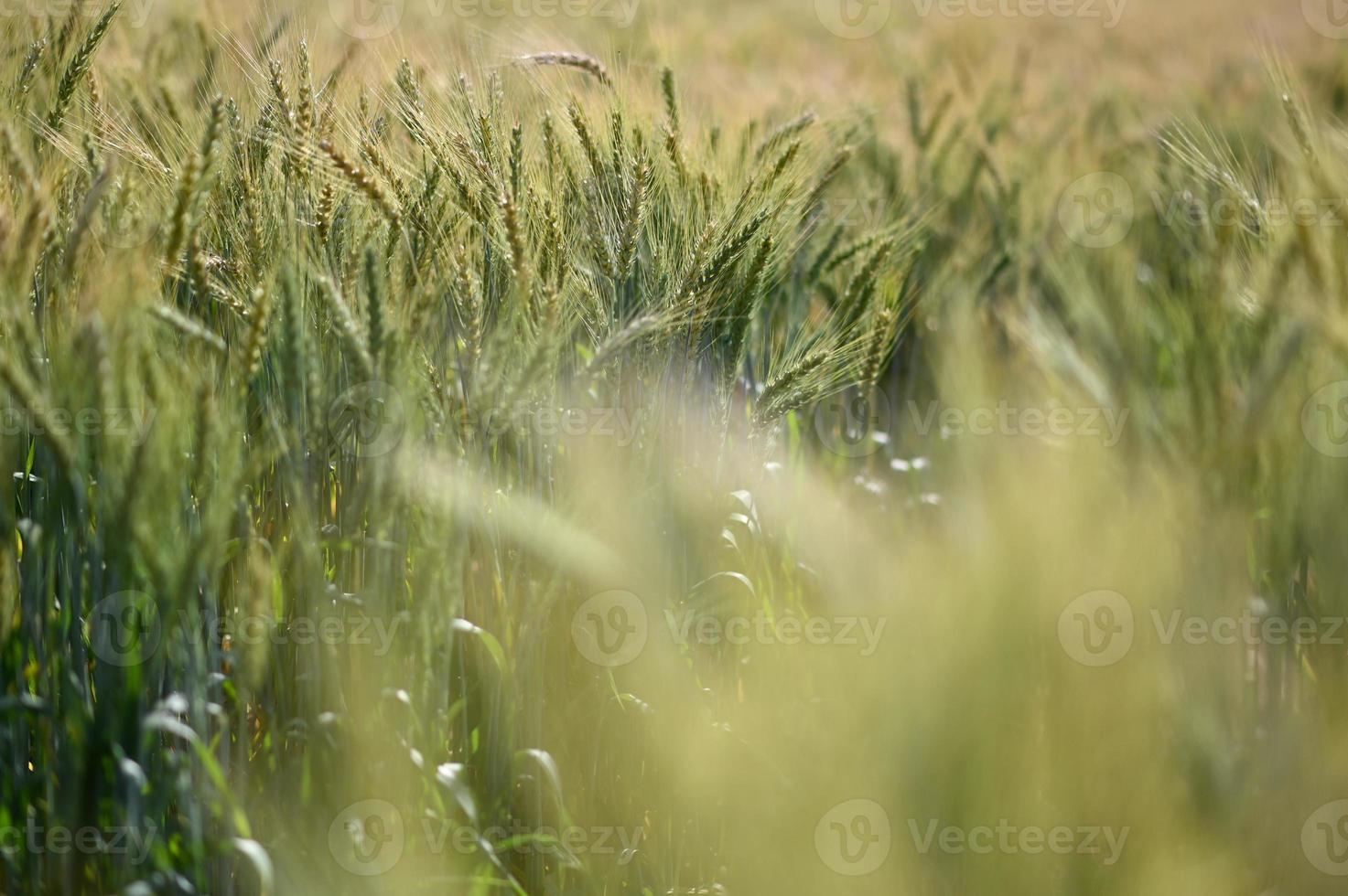 Barley blurred background. photo