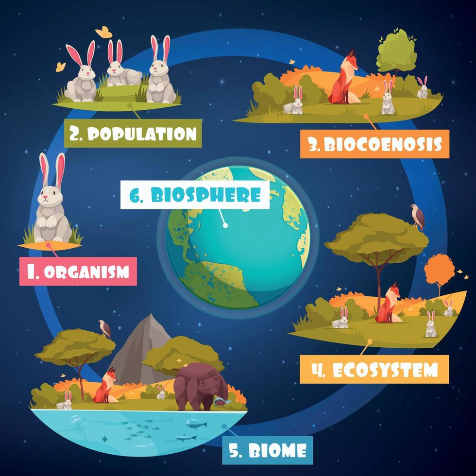 Biological Hierarchy Infographics vector