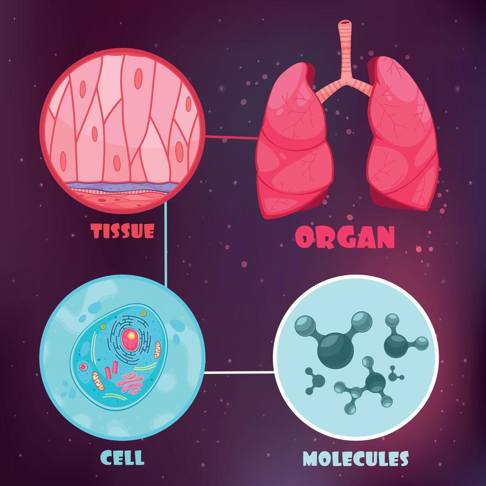 Biological Hierarchy Illustration vector