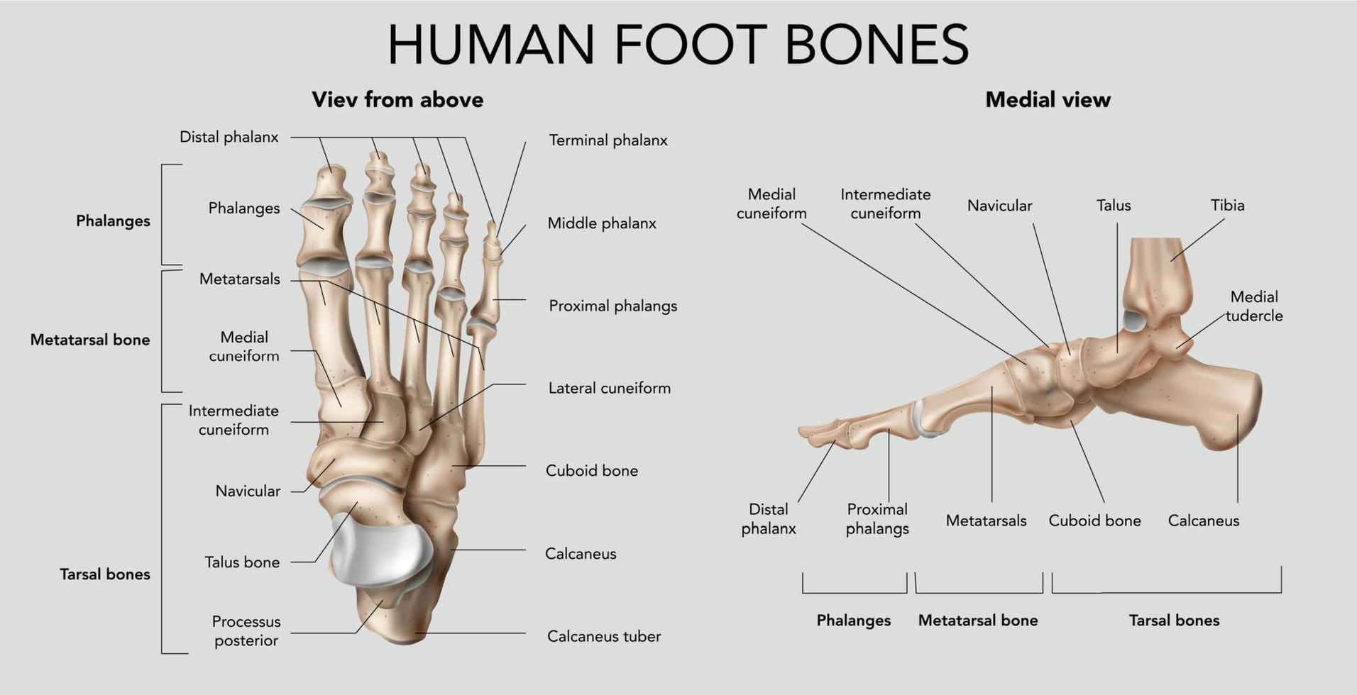 composición de los huesos del pie humano vector