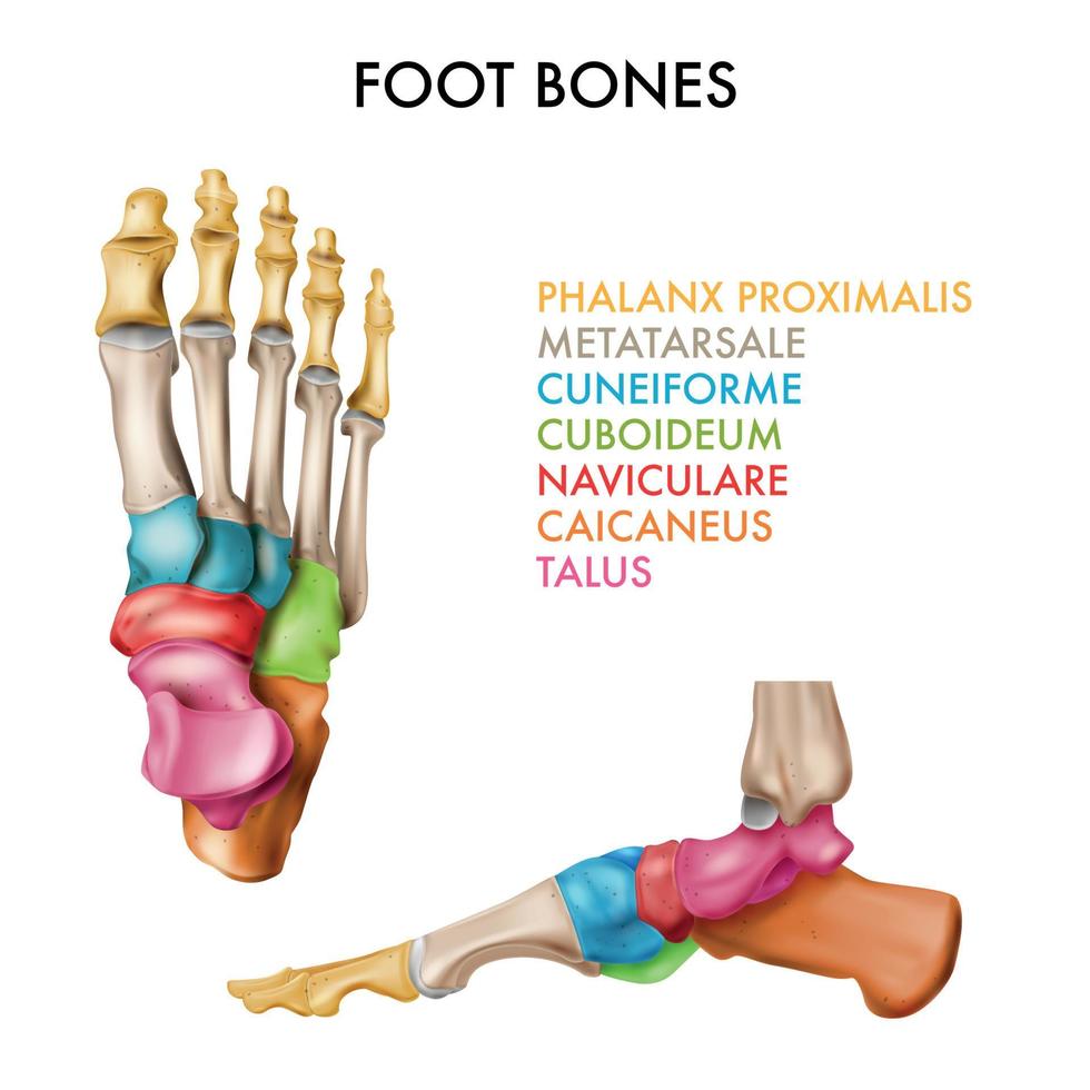 composición infográfica de los huesos del pie vector