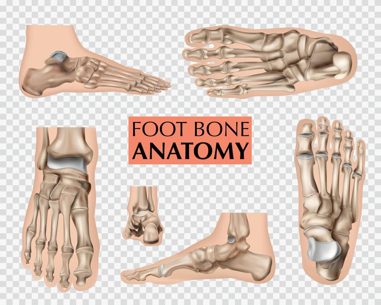 conjunto de anatomía del hueso del pie vector