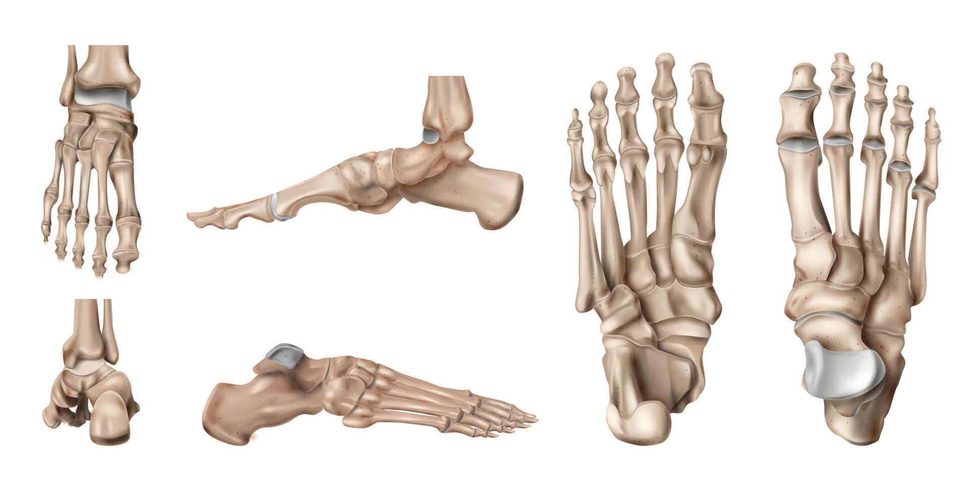 Foot Bones Anatomy Set vector