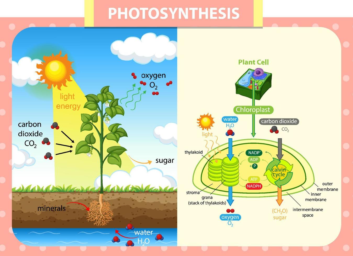 Diagram showing process of photosynthesis in plant vector
