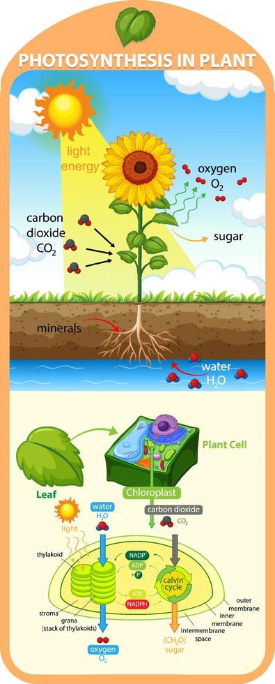 Diagram showing process of photosynthesis in plant vector