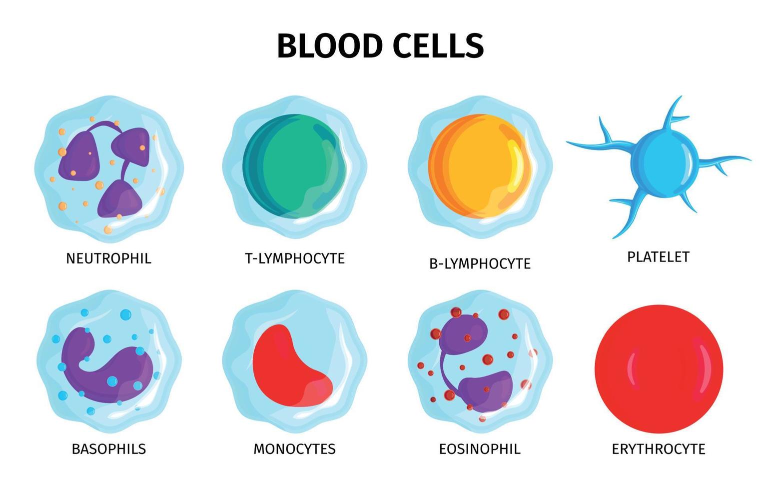 Blood Cells Set vector