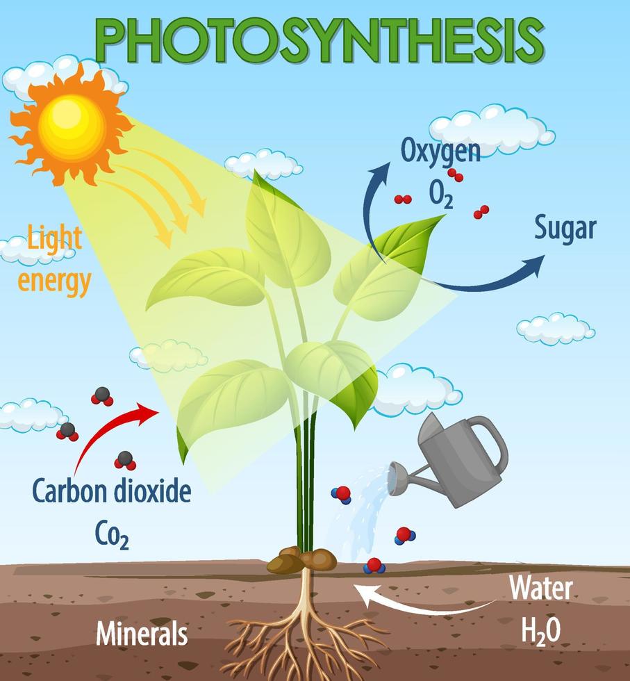 Diagrama que muestra el proceso de fotosíntesis en planta. vector