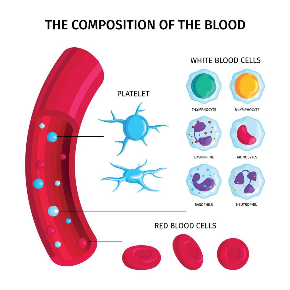 Composition Of Blood Infographics vector