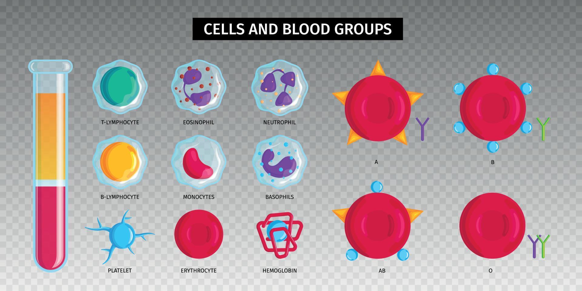 conjunto transparente de células de tipos de sangre vector