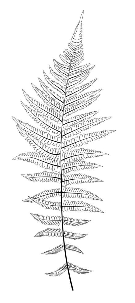 Ilustración de fondo de vector de silueta de hoja de helecho