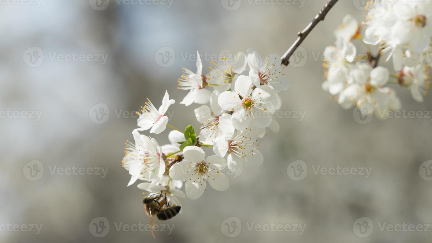 Closeup cherry flowers blooming on a spring cherry tree. Bee. Nature. Russia. photo