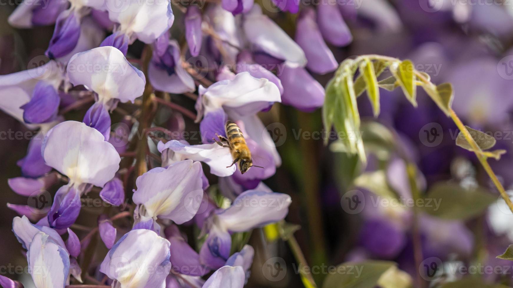 Cerca de flores de glicina púrpura y abejas, Crimea. foto