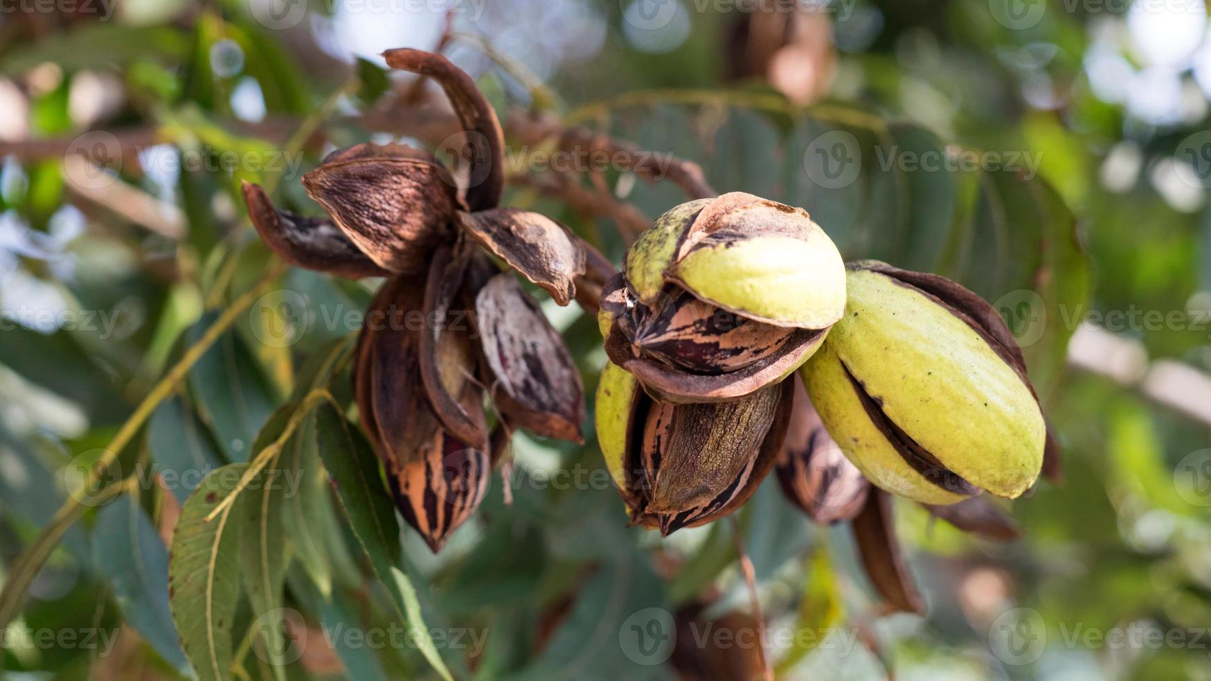 Dried pecan nuts on the tree, autumn in Israel photo